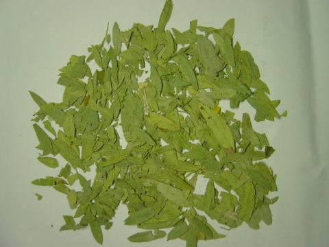 Sanna Leaf Extract